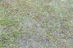 IMG-20210807-WA0152