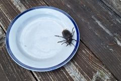IMG-20230717-WA0044